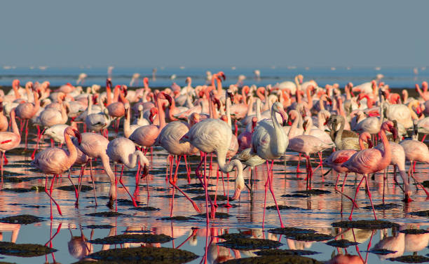 Flamingo Tour