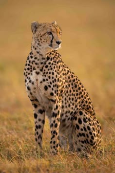 Cheetah