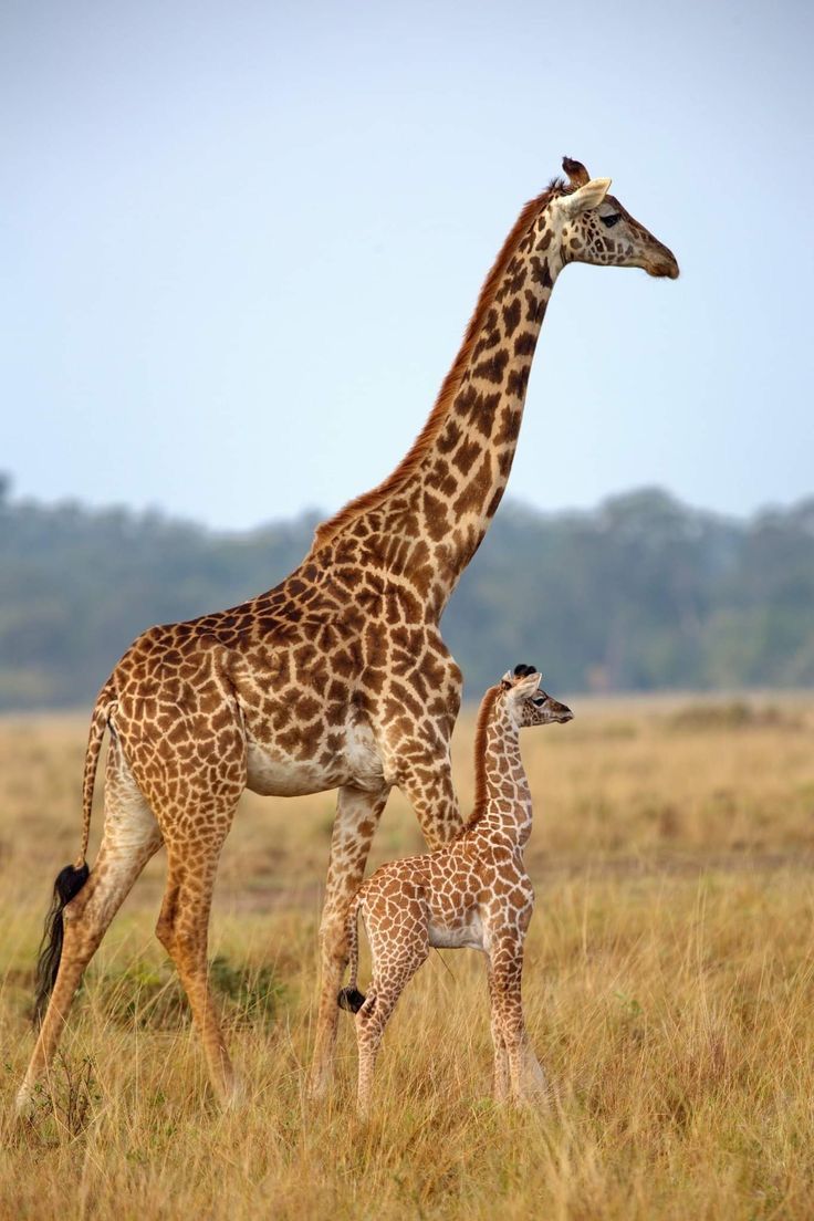 Giraffe