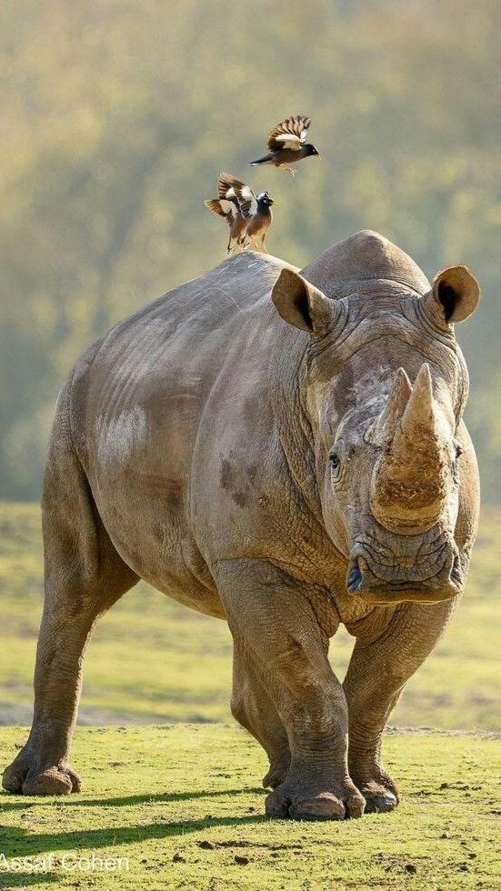 Rhino